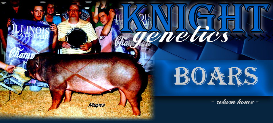 Boars